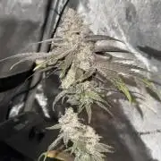 Marshmallow OG - Spring Grow