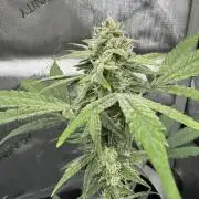 Marshmallow OG - Spring Grow
