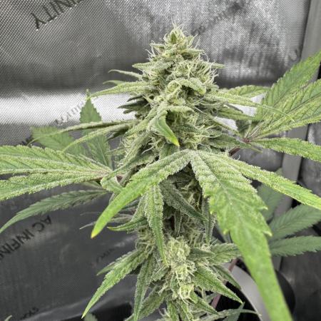Marshmallow OG - Spring Grow