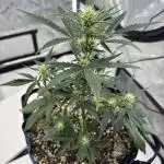 Summer Outdoor Grow 2025