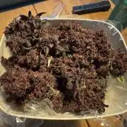 First ever Outdoor Grow