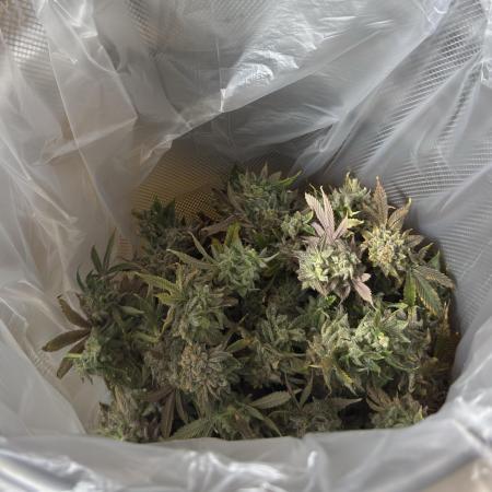 Fake clone - Astronaut Status #24