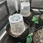 Some Medical Seeds freebies