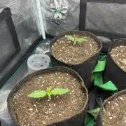 Some Medical Seeds freebies