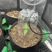 First time trying some DNA free seeds