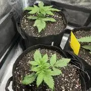 Some Medical Seeds freebies