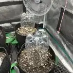 Some Medical Seeds freebies