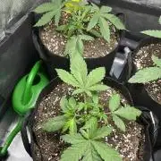 Some Medical Seeds freebies