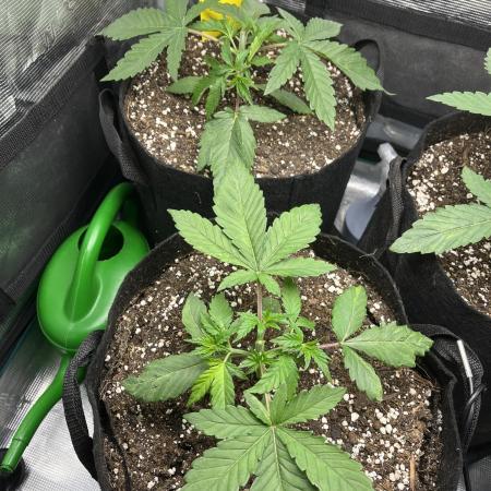 Some Medical Seeds freebies