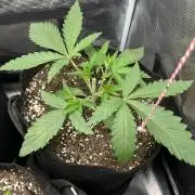 First time trying some DNA free seeds