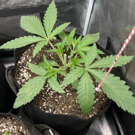 First time trying some DNA free seeds