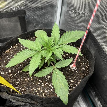 First time trying some DNA free seeds