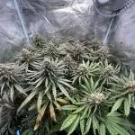 Second Ripper Grow