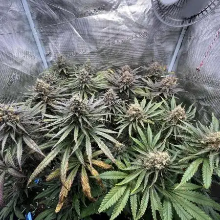 Second Ripper Grow