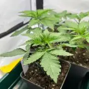 Fruity Terps