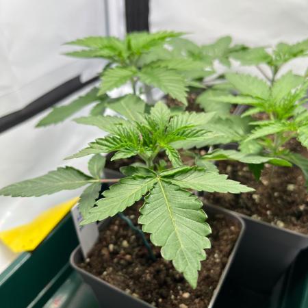 Fruity Terps