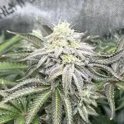 Last Dance in Living Soil