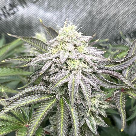 Last Dance in Living Soil