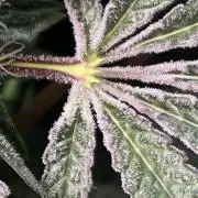 Apples & Cherries in Living Soil