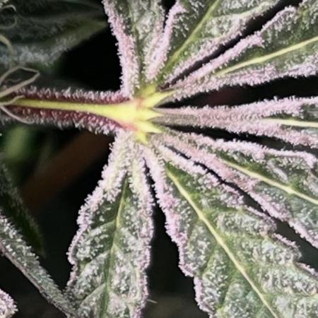 Apples & Cherries in Living Soil