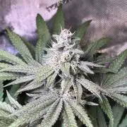 Apples & Cherries in Living Soil