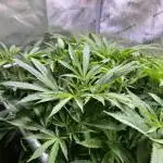 Apples & Cherries in Living Soil