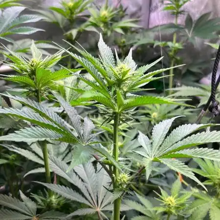 Fruity Terps