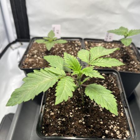 Pink Milk • Solfire