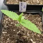 Apples & Cherries in Living Soil