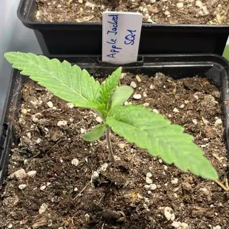 Apples & Cherries in Living Soil