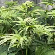 Last Dance in Living Soil