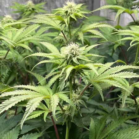 Last Dance in Living Soil