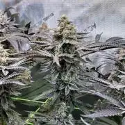 Apples & Cherries in Living Soil