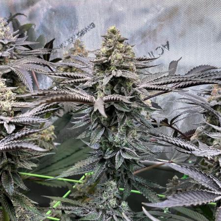 Apples & Cherries in Living Soil