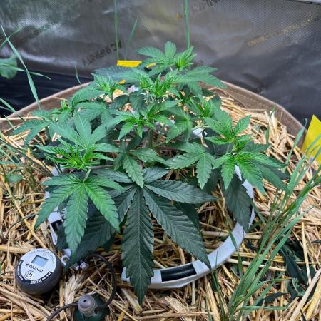 Fruity Terps