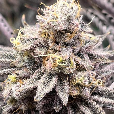 Last Dance in Living Soil