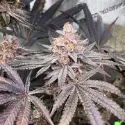 Apples & Cherries in Living Soil