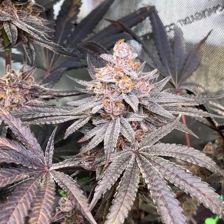 Apples & Cherries in Living Soil