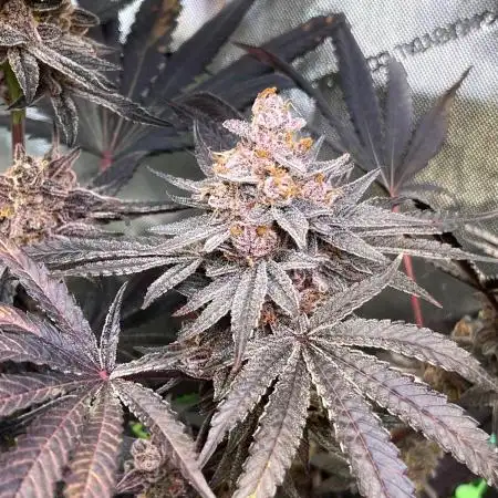 Apples & Cherries in Living Soil