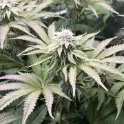 Last Dance in Living Soil