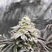 Last Dance in Living Soil