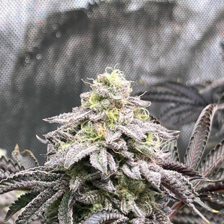 Last Dance in Living Soil