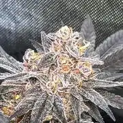 Apples & Cherries in Living Soil