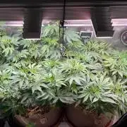 Fruity Terps