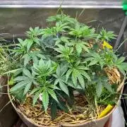 Fruity Terps