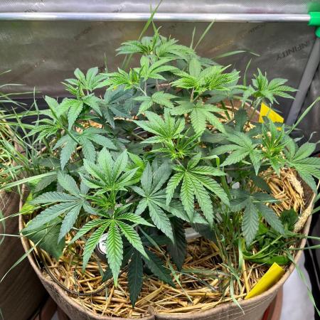Fruity Terps