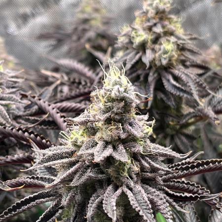 Last Dance in Living Soil