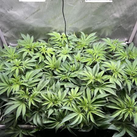 Last Dance in Living Soil