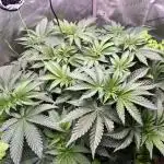 Last Dance in Living Soil