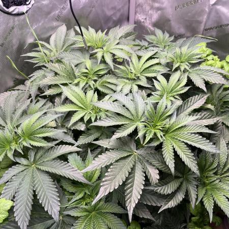 Last Dance in Living Soil